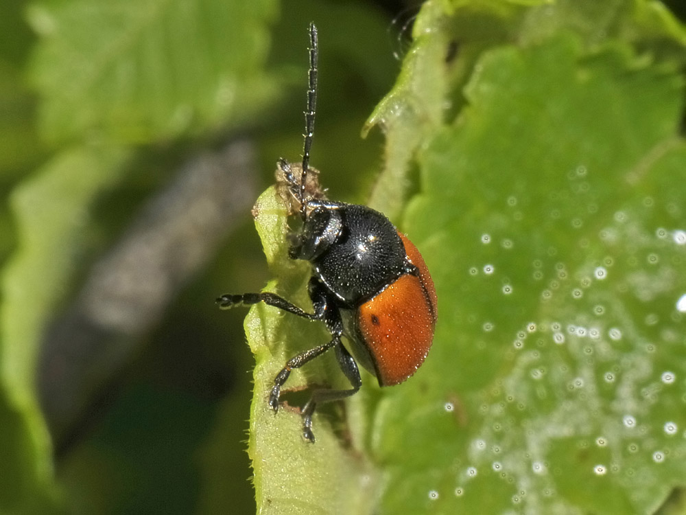 Cryptocephalus rugicollis?